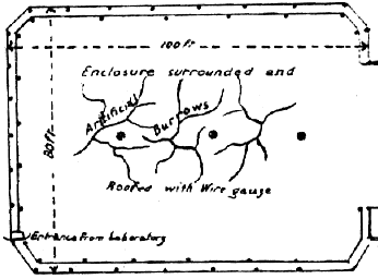 Enclosed Burrows on Rodd Island